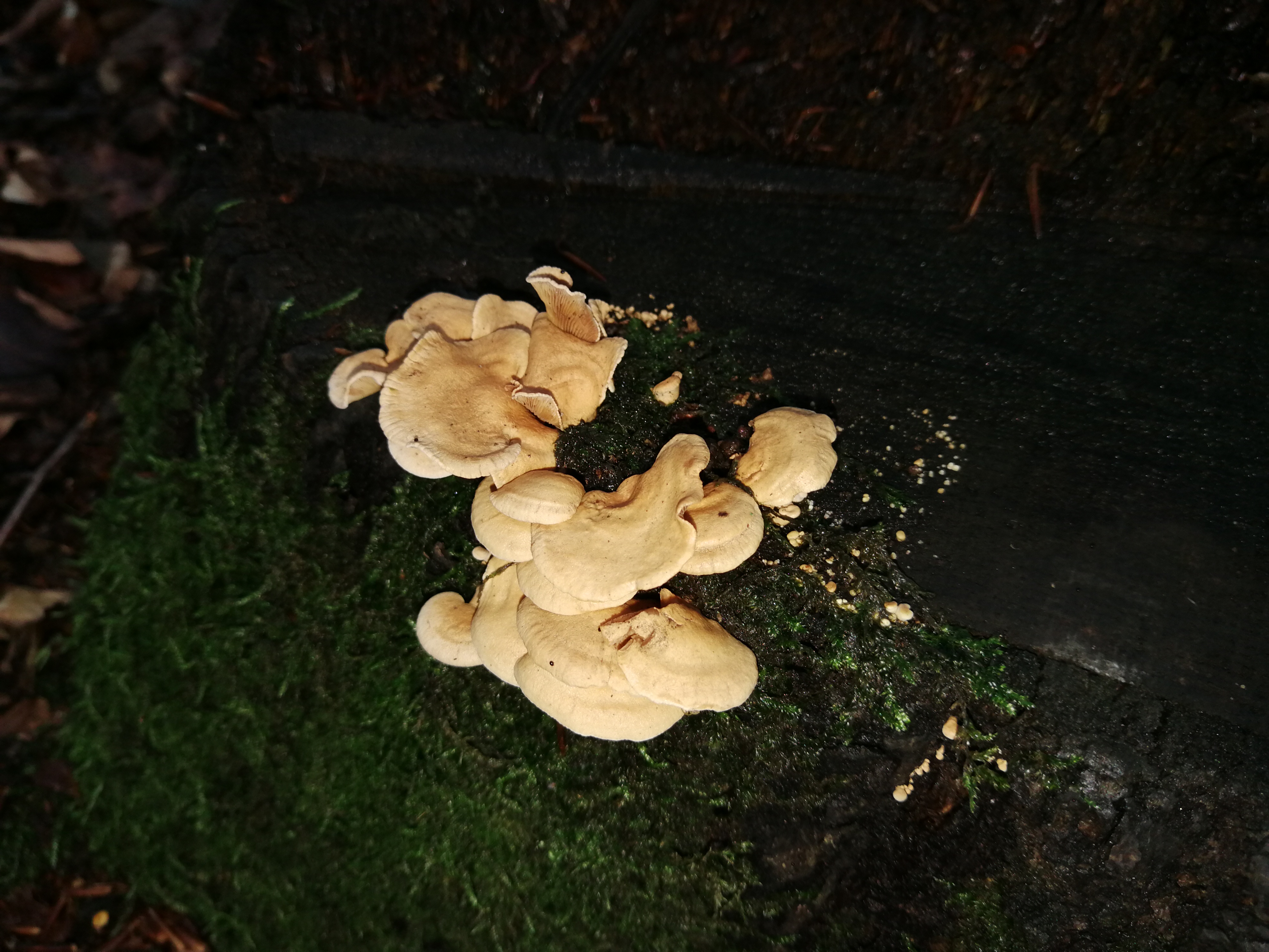 Herber Zwergknäueling - Blick von schräg oben. Der Hutrand ist oft wellig gekerbt. Gerne wächst der Herbe Zwergknäueling an vermoosten Laubholzstümpfen. 